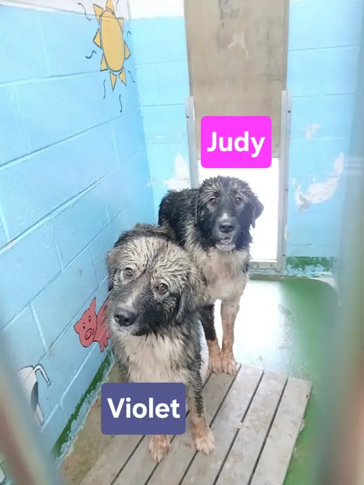 Judy - At shelter