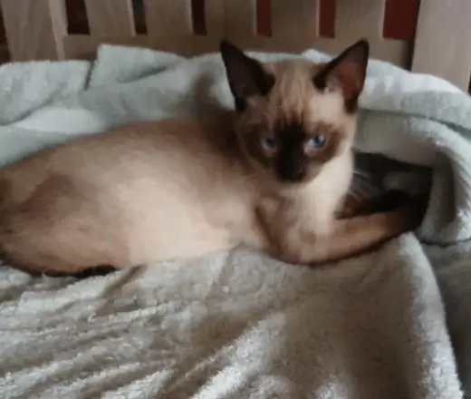Mocha - PSP Foster Home