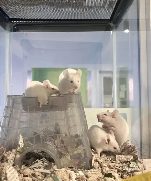PETUNIA