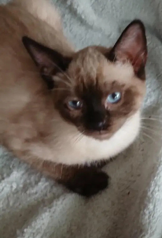 Harpo - PSP Foster Home