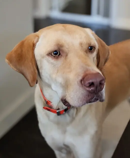 Hank