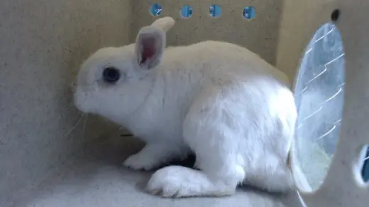 SNOWBALL
