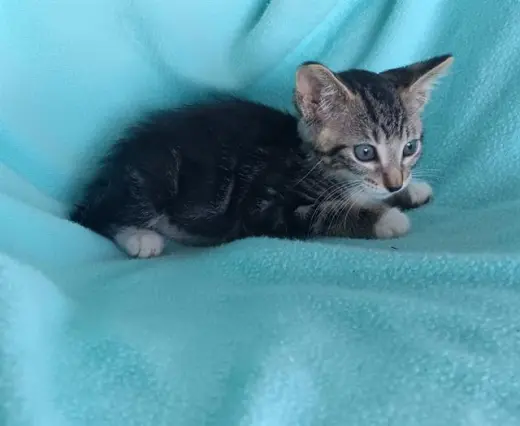 ONYX
