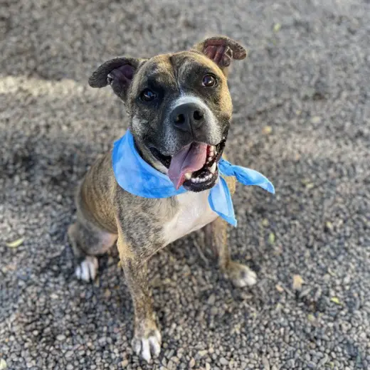 EDDIE