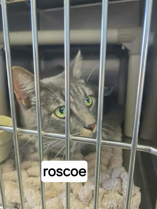 Roscoe - At shelter