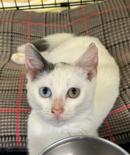 Bowie