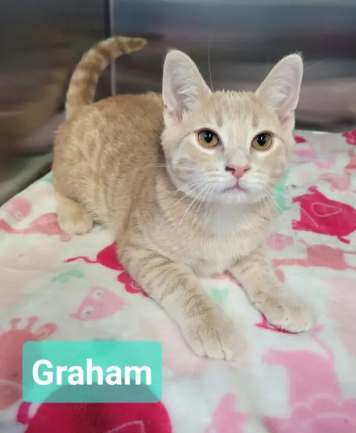 Graham