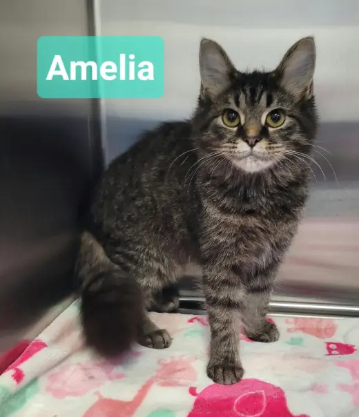 Amelia