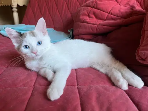 OLLIE