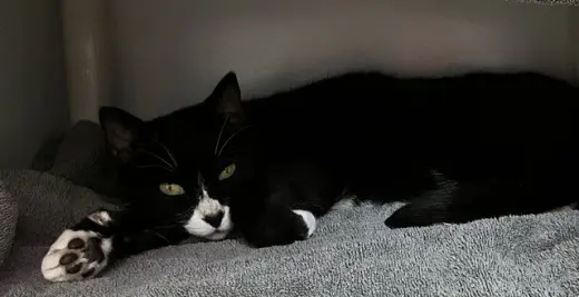 OREO