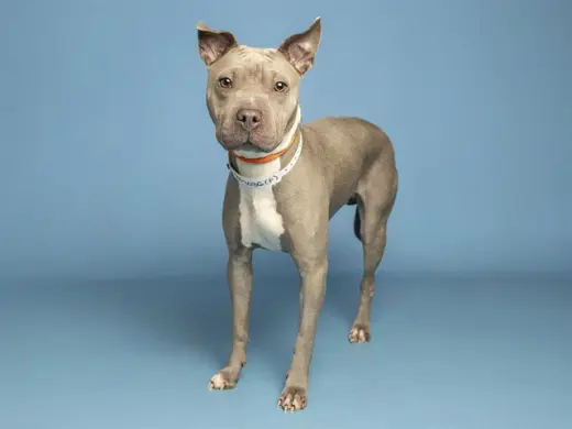 NYLA