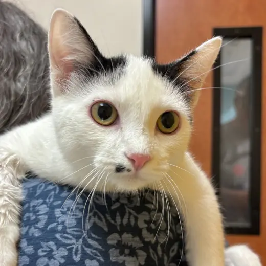 Cow Kitty