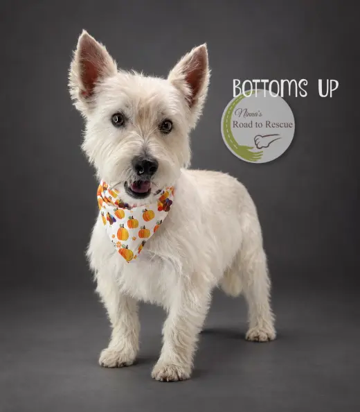Bottoms Up