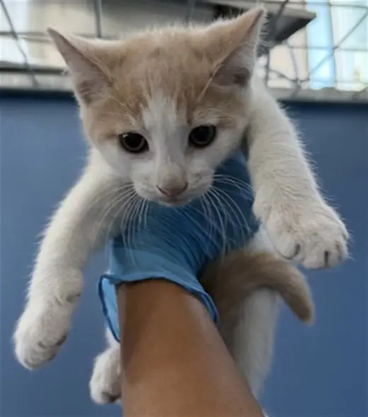 DIEGO