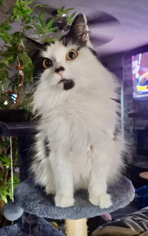 Nova