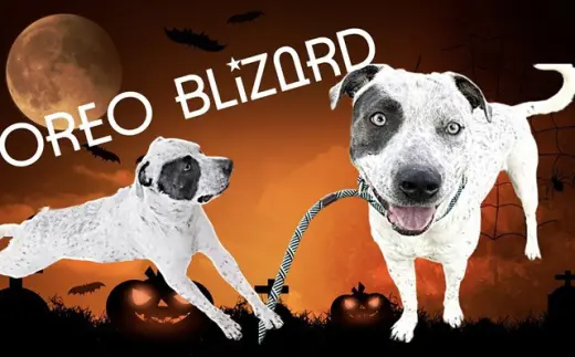 OREO BLIZARD