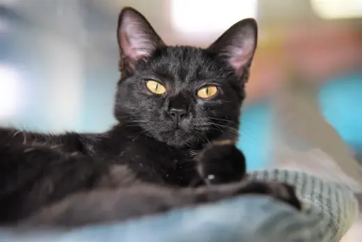 ONYX