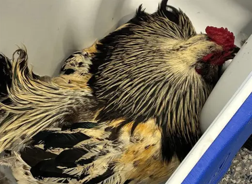 CHICKEN