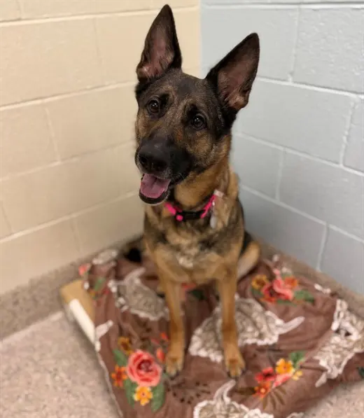MAYA
