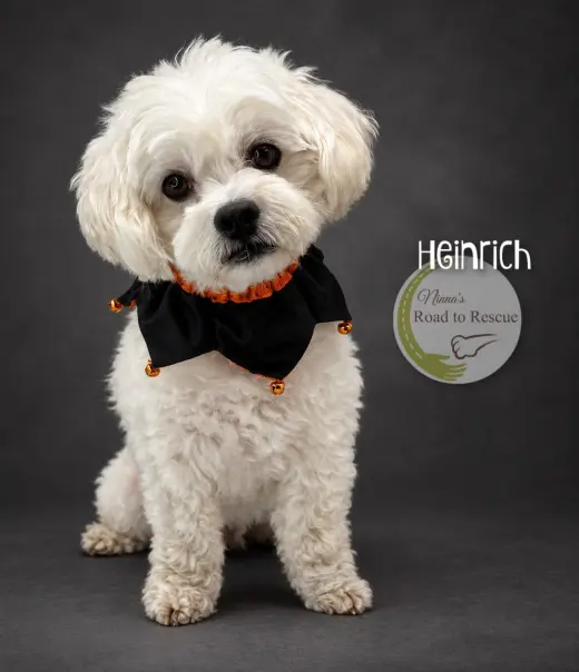 Heinrich