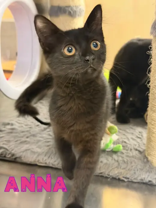 Anna