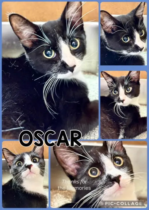 OSCAR