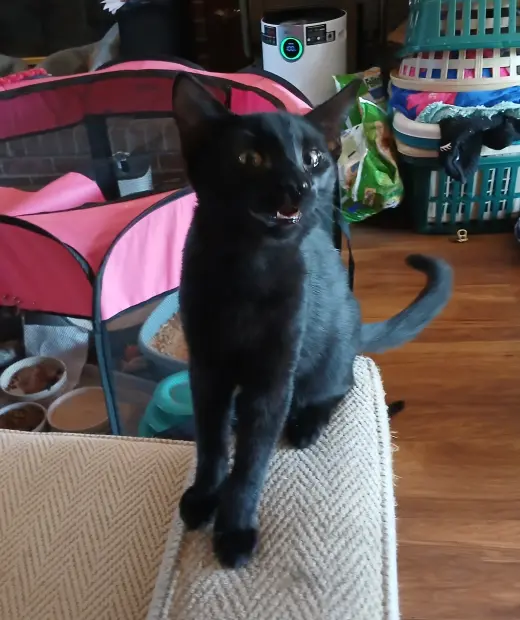 Licorice, Willow Grove PS, (FCID 08/25/2026-126)
