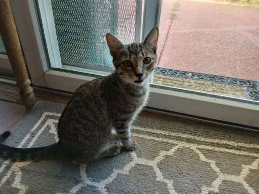 Cookie, Willow Grove PS, (FCID 08/25/2026-124)