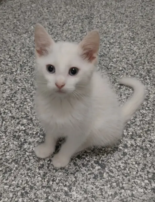 Rick * IN FOSTER *