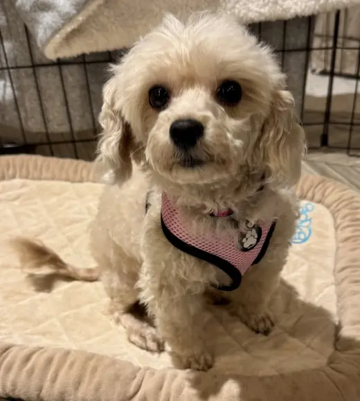 Darla