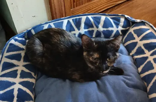 Persia, Willow Grove PS, (FCID 08/25/2026-125)