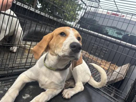 Molly: Not at shelter (Kathy D)