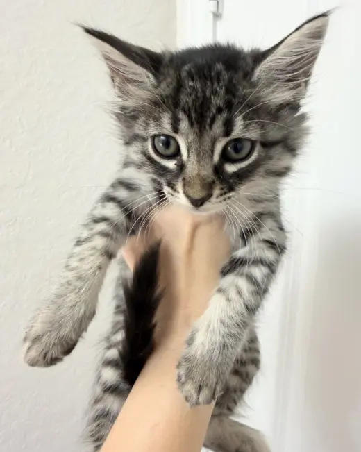 Tiger Lilly