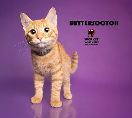 BUTTERSCOTCH