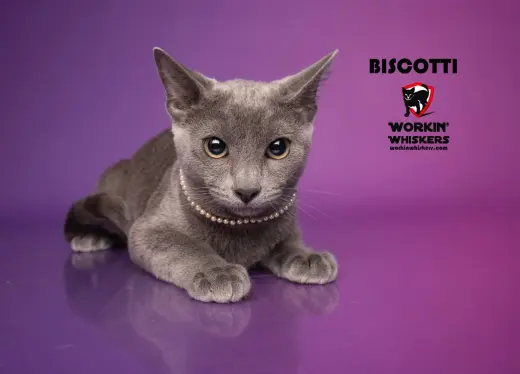 BISCOTTI