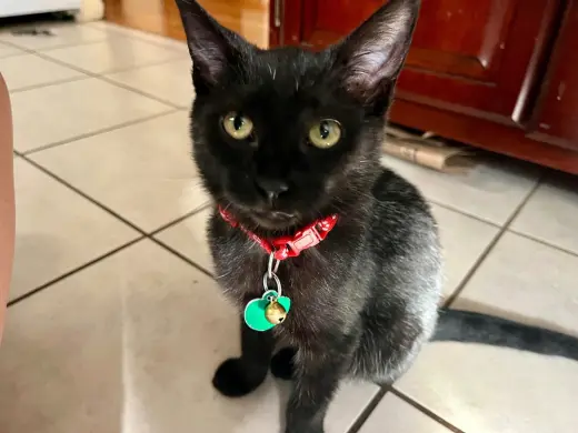 Mochi