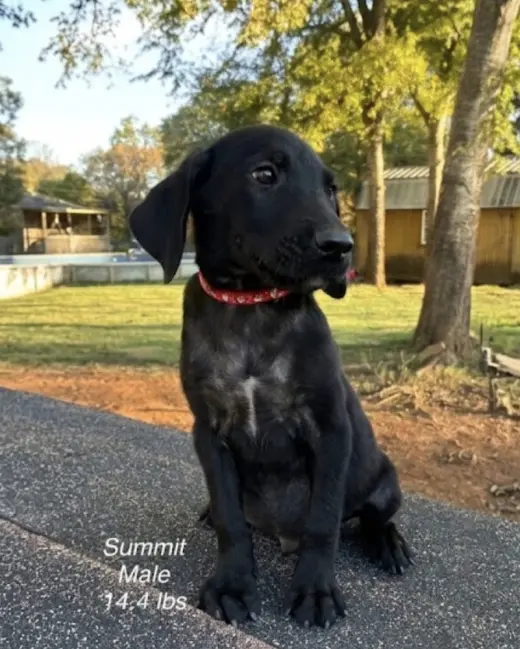 Dowling / Summit