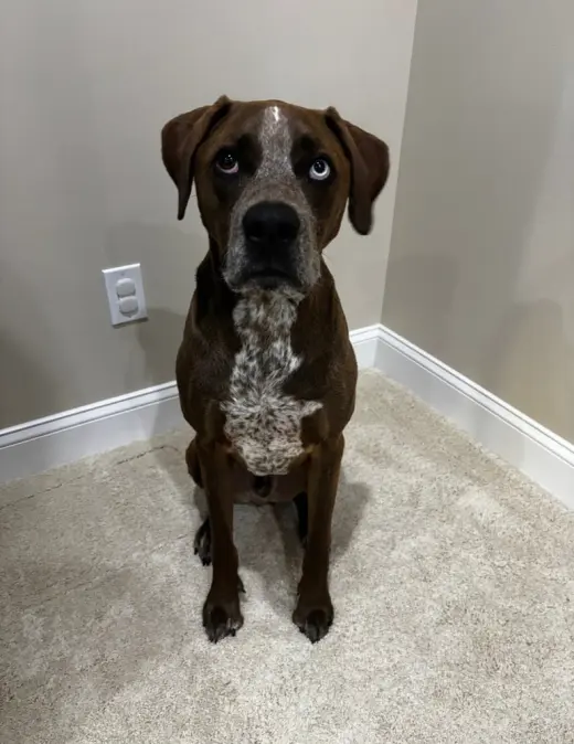 Ra Paws : Rafe (Otter)
