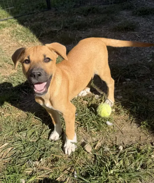 Georgia : Madison