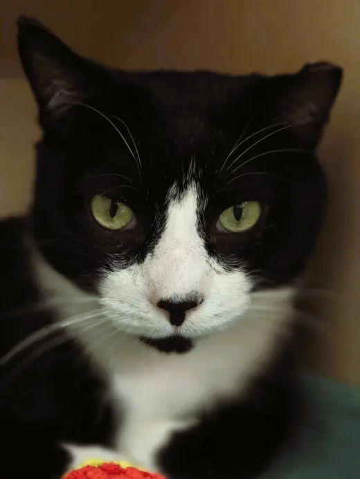 Cats Domino - available 10/10