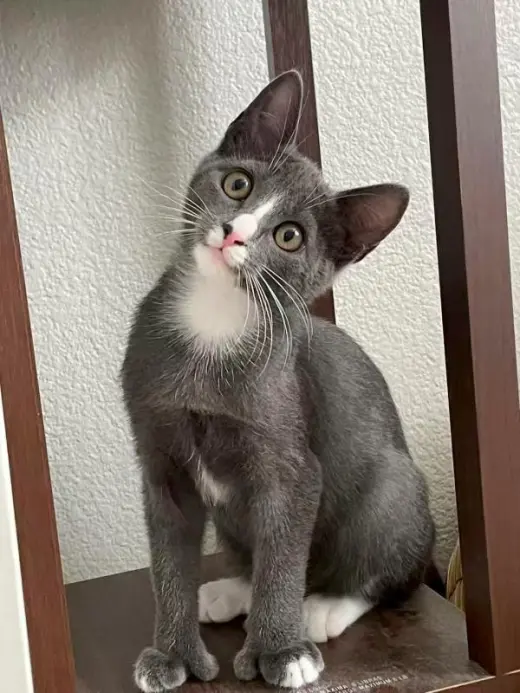 Grey