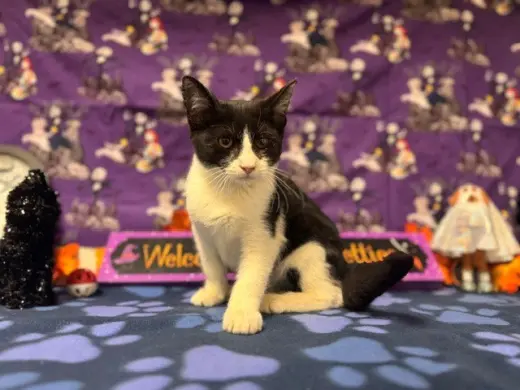 MITTENS