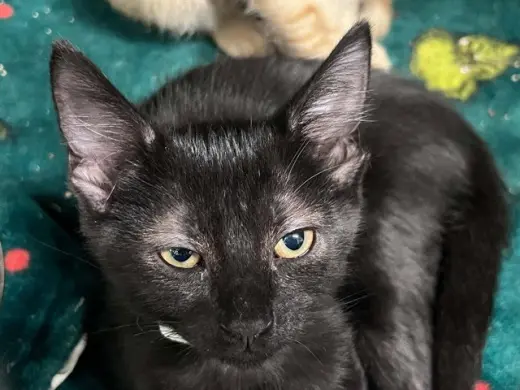 KONA