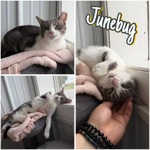 Junebug