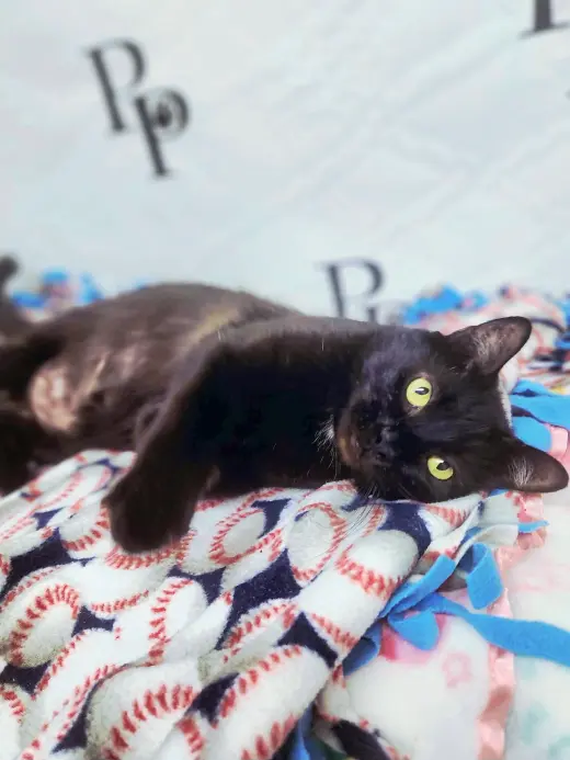 Vampurr