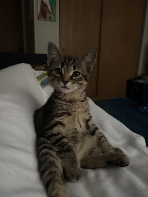 Kitten Yoshi *FIV+*