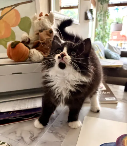 Nutmeg Napa