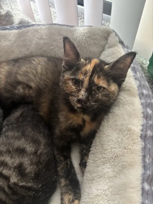 Kitten Peach *FIV+*