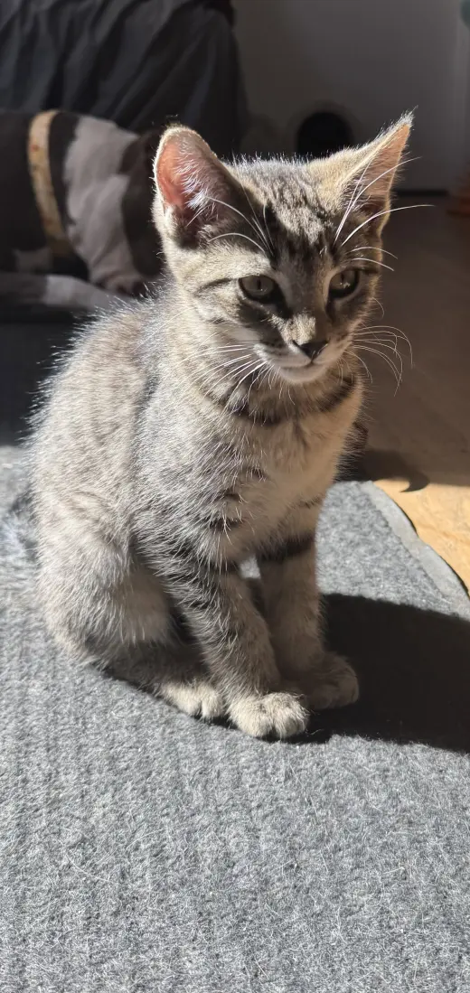 Mocha