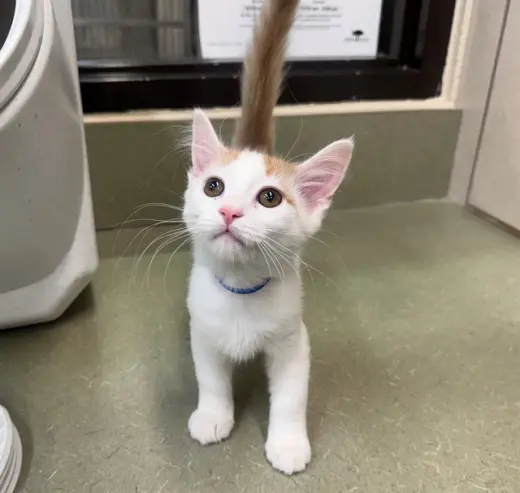 BUTTERS